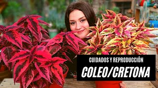 Coleos o Cretonas como cuidarlas y reproducirlas [upl. by Alisan]