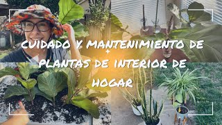 Jardinería de Interior de Hogar Propagación y Transplante de Plantas  Pandurata Lengua de Burro [upl. by Zampardi]