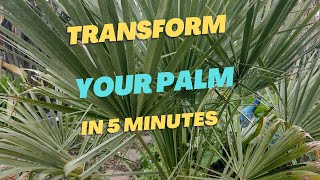 How to TRANSFORM the look of a Chamaerops humilis [upl. by Warner380]