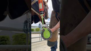 How Horse Hooves Are Kept Healthy In Domesticated Horses 📸 forfarriersbyfarriers [upl. by Behl]