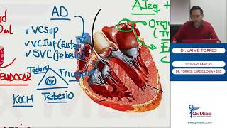 ANATOMIA DEL CORAZON CARDIOLOGIA [upl. by Intruok]