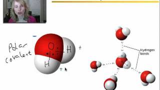 Properties of Water Acids and Bases  Part 1 [upl. by Graig]