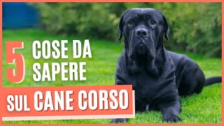 CANE CORSO Ecco cosa devi sapere prima di prendere un corso  Pro e contro  3 Curiosità sul corso [upl. by Cavit]