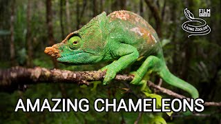 Amazing chameleons on the hunt chameleon species from wilderness of Africa Madagascar India [upl. by Dodi402]