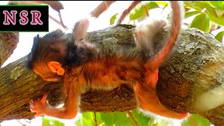 Adorable Newborn Baby Monkey in Nature’s Peaceful Embrace  Nature Serenity Relaxing [upl. by Whittaker]