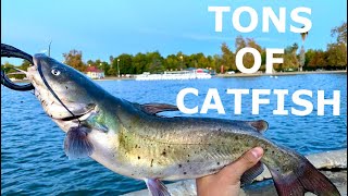 How to catch BIG CATFISH at LAKE BALBOA Super easy [upl. by Lleoj]