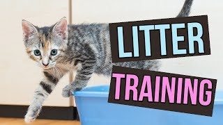 How to Litter Train Baby Kittens [upl. by Koslo812]