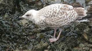 Herring Gull Larus argentatus Landtong Rozenburg ZH the Netherlands 10 Nov 2024 79 [upl. by Ori]