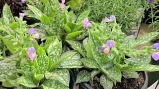 Pulmonaria Twinkle Toes Lungwort  Shade Perennial Small BluePink flowers amp Spotted Foliage [upl. by Yelssew36]