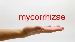 How to Pronounce mycorrhizae  American English [upl. by Eniamrahc]