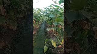 শীতকালীন শসা সোনাই shorts youtubeshorts agriculture farmer vegetables planten [upl. by Sievert96]