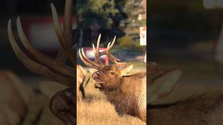 Bull Elk With Broken Antler Bugles [upl. by Suirad205]