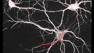 Neurite tracing test [upl. by Ijar]