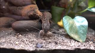 Tropical Girdled Lizard vs Banded Cricket [upl. by Fortunna]