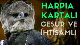 Dev Bir Kuş Harpia Kartalı  Harpy Eagle [upl. by Vic]