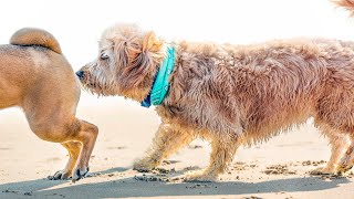 🐾¿POR QUÉ OLFATEAN TRASEROS animales naturaleza perros mascotas dog datoscuriosos sabiasque [upl. by Alikee]