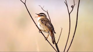 Sedge Warbler Singing [upl. by Yhotmit606]