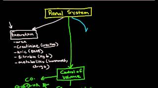 Physiology of the Renal System Introduction [upl. by Siseneg60]