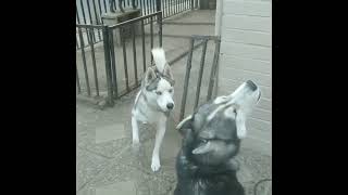 ¡Dueto de Husky y su hermano perruno que se cree lobo Aullidos Parecen un Concierto 🎤🐾 [upl. by Attenoj]