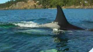 Kayaking with Killer Whales in the San Juan Islands [upl. by Terhune]