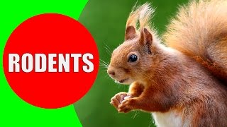 Rodent Sounds for Kids to Learn  Rodents Documentary with 18 Different Types of Rodents [upl. by Nedrah]