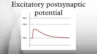 Excitatory postsynaptic potential [upl. by Anitniuq]