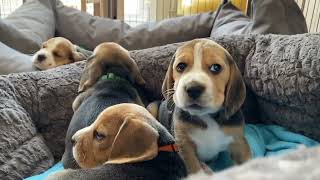 The Cutest Beagle Puppies EVER [upl. by Hcardahs772]