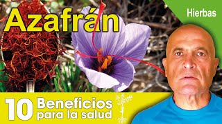 AZAFRÁN 🥘 10 Beneficios para la Salud 💜 [upl. by Corkhill]