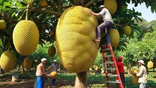 Incrível Colheita de Jaca na Tailândia  Veja Como são as Fazendas de Jacas Tailandesas [upl. by Samal]