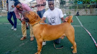 Middelpos Jumbo the huge Boerboel at August Classic Dog Show [upl. by Trevethick275]