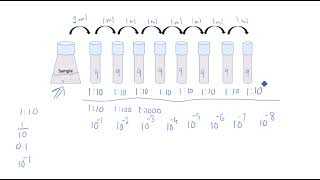 10 fold dilutions [upl. by Ib]