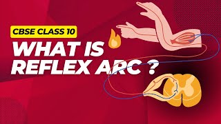 What is Reflex Arc Explained in Hindi  CBSE Class 10  Control And Coordination [upl. by Ozner336]