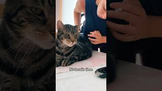 Diabetic Kitty getting his insulin 💉😻 diabetes [upl. by Aerbas]