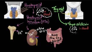 Parathyroid hormone amp calcitonin  Chemical coordination  Biology  Khan Academy [upl. by Nagram]