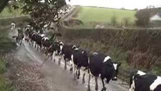 Cows walk to BarnTake me home country roads 2 [upl. by Romona]