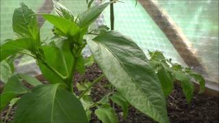 Chili Tomaten und Paprika im Gewächshaus [upl. by Ynehteb]