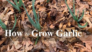 How to Grow Garlic The Definitive Guide For Beginners [upl. by Joly]