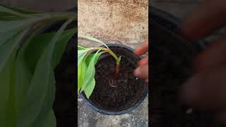 Impatiens Balsamina Flower Plant Repoting floweringplant garden [upl. by Alletse]