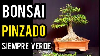 ⚠ COMO HACER UN BONSAI quotPINZADO para retroceder BROTACION quot ⚠ [upl. by Eiramanel]