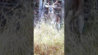 65 Creedmoor gets the job done hunting whitetaildeer [upl. by Castora]