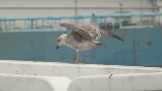 Herring Gull Larus argentatus Landtong Rozenburg ZH the Netherlands 19 Oct 2024 76 [upl. by Aven]