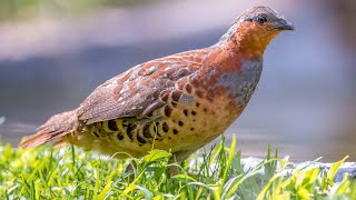 Chinese bamboo partridge Bambusicola thoracicus  close view [upl. by Vania]