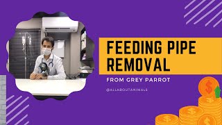 Feeding pipe removed from parrot  african grey parrot  parrot feeding [upl. by Yojal180]