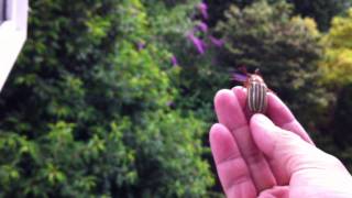 Tenlined June beetle Polyphylla decemlineata flying off [upl. by Rowland]