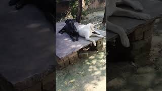 Labour dog Viral video Youtubeshort short video viral video funny [upl. by Nnylsia205]