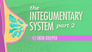 The Integumentary System Part 2  Skin Deeper Crash Course Anatomy amp Physiology 7 [upl. by Annairdna323]