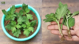 Super Easy Method to Grow Chrysanthemum or Mums or Guldaudi From Cuttings  Green Bengal [upl. by Ushijima994]