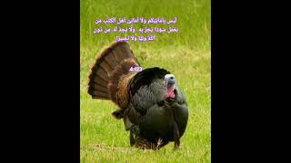 Hafiz Mohammed Maaz SurahAnnisa 122 127 [upl. by Dougy]