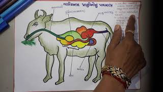 SCIENCE CHART વાગોળનાર પ્રાણીઓનું પાચનતંત્ર [upl. by Weixel]