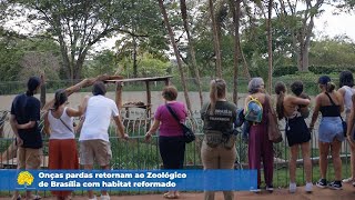 Onças pardas retornam ao Zoológico de Brasília com ambiente reformado [upl. by Rikahs756]